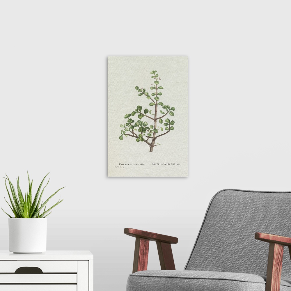 A modern room featuring Redoute Succulent IV