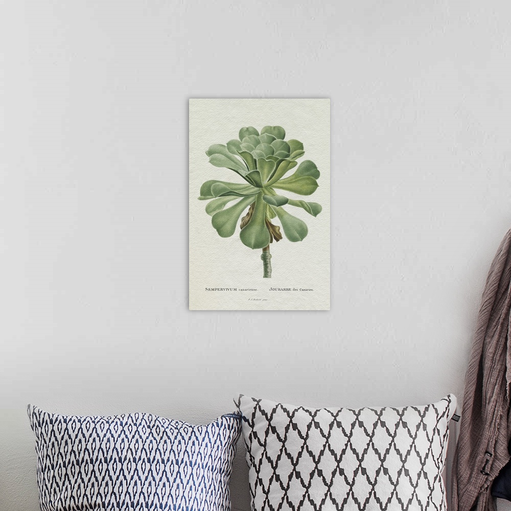 A bohemian room featuring Redoute Succulent V