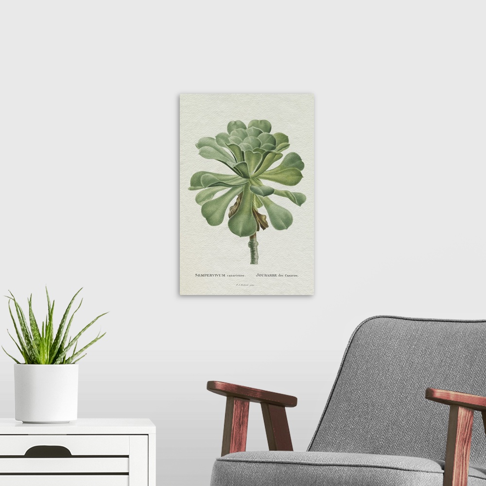 A modern room featuring Redoute Succulent V