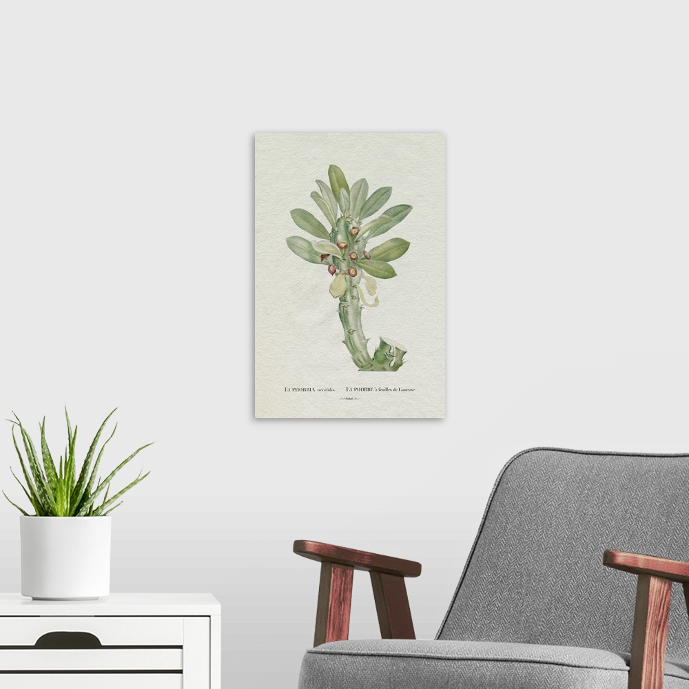 A modern room featuring Redoute Succulent VI