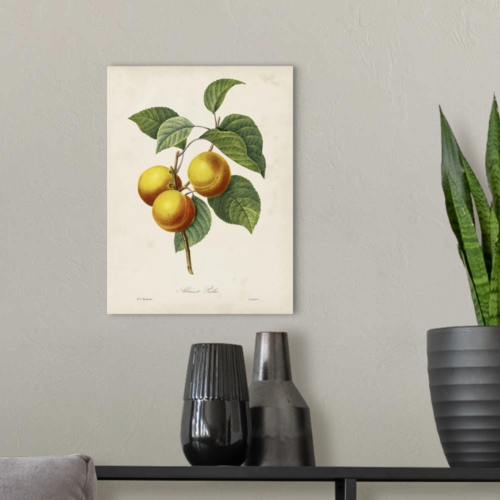 A modern room featuring Redoute's Fruit I
