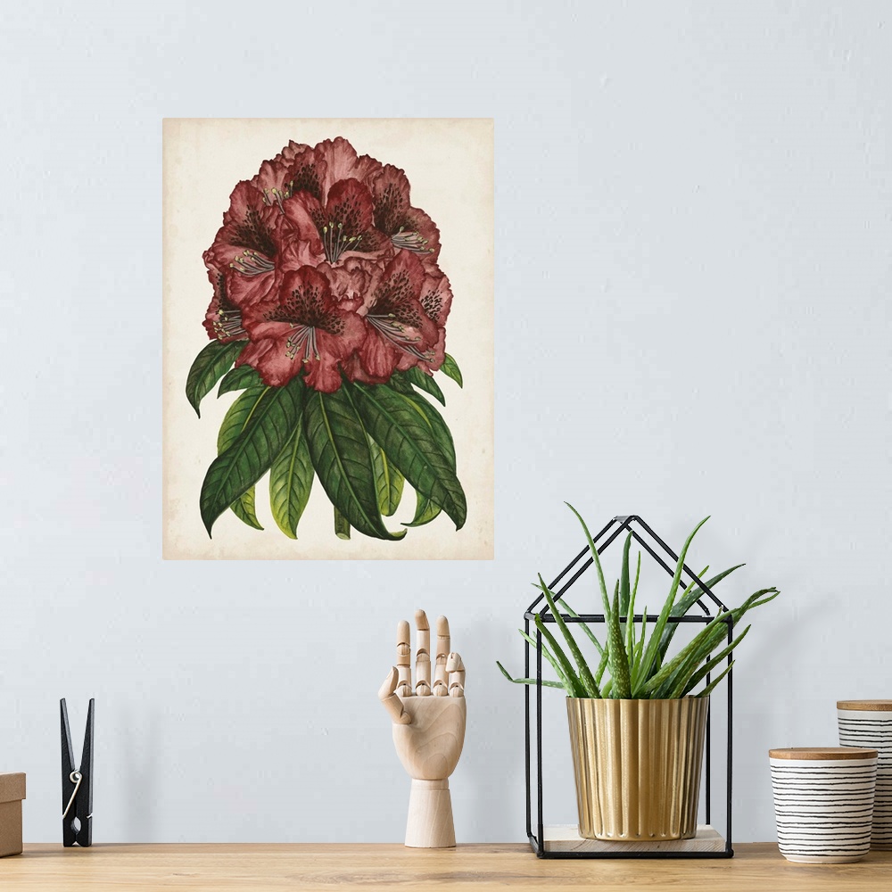 A bohemian room featuring Rhododendron Study I