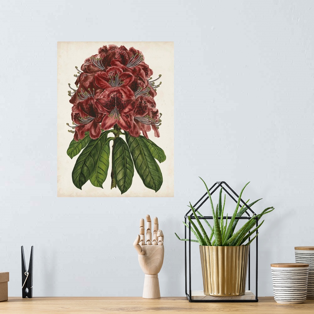 A bohemian room featuring Rhododendron Study II