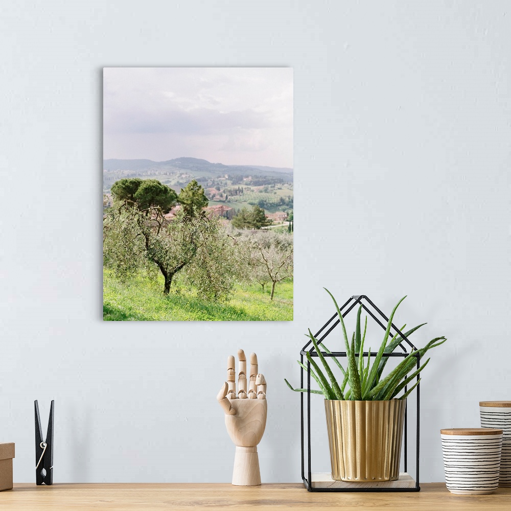 A bohemian room featuring Photograph of olive trees by the side of the road, Tuscany, Italy.