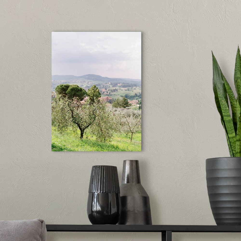A modern room featuring Photograph of olive trees by the side of the road, Tuscany, Italy.