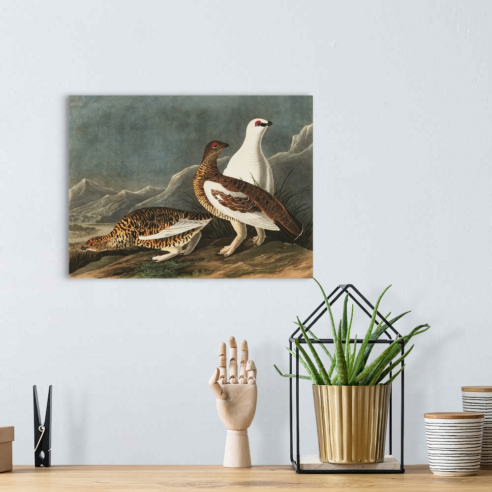 A bohemian room featuring Rock Grouse
