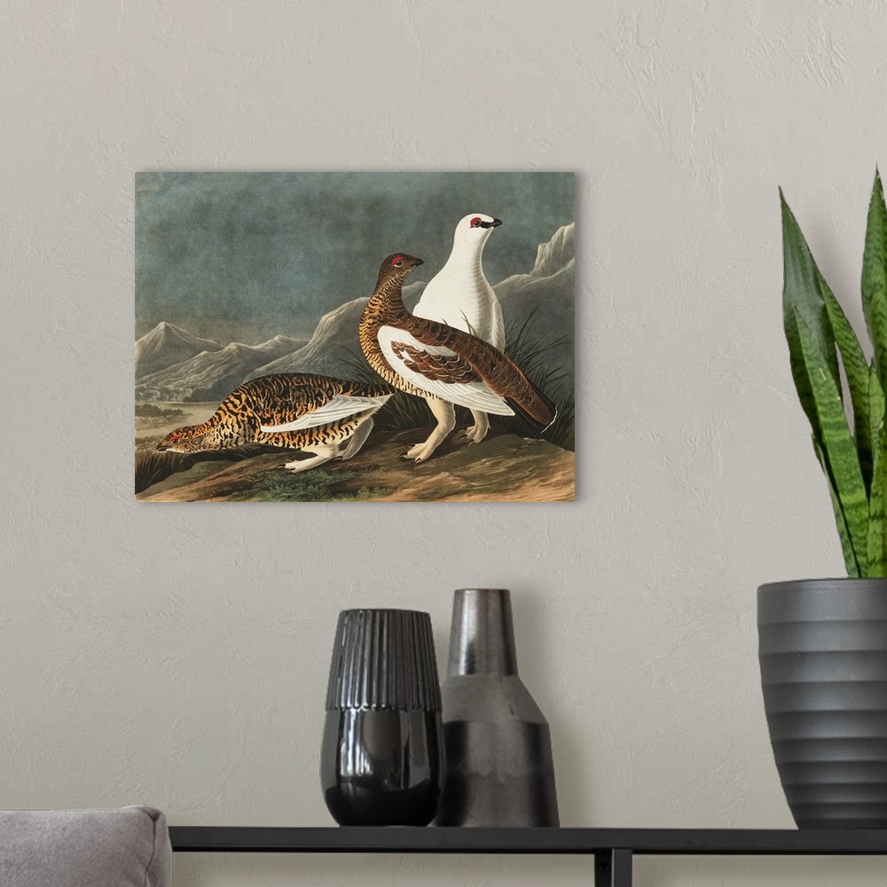 A modern room featuring Rock Grouse