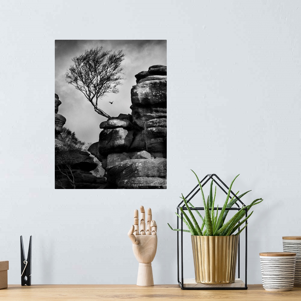 A bohemian room featuring A black and white photograph of a bent tree jetting out from a rock formation.