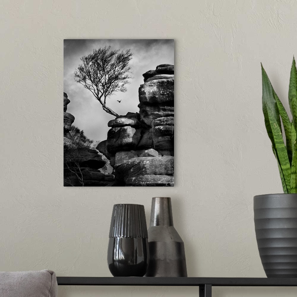 A modern room featuring A black and white photograph of a bent tree jetting out from a rock formation.