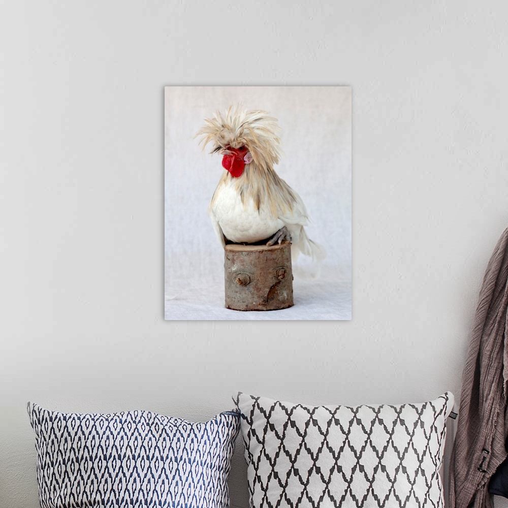 A bohemian room featuring Rod The Rooster I