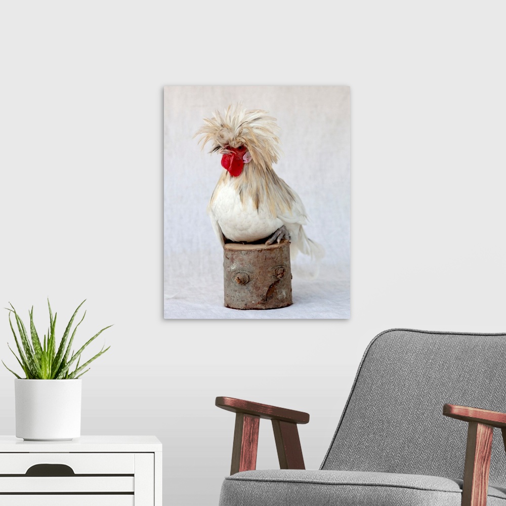 A modern room featuring Rod The Rooster I