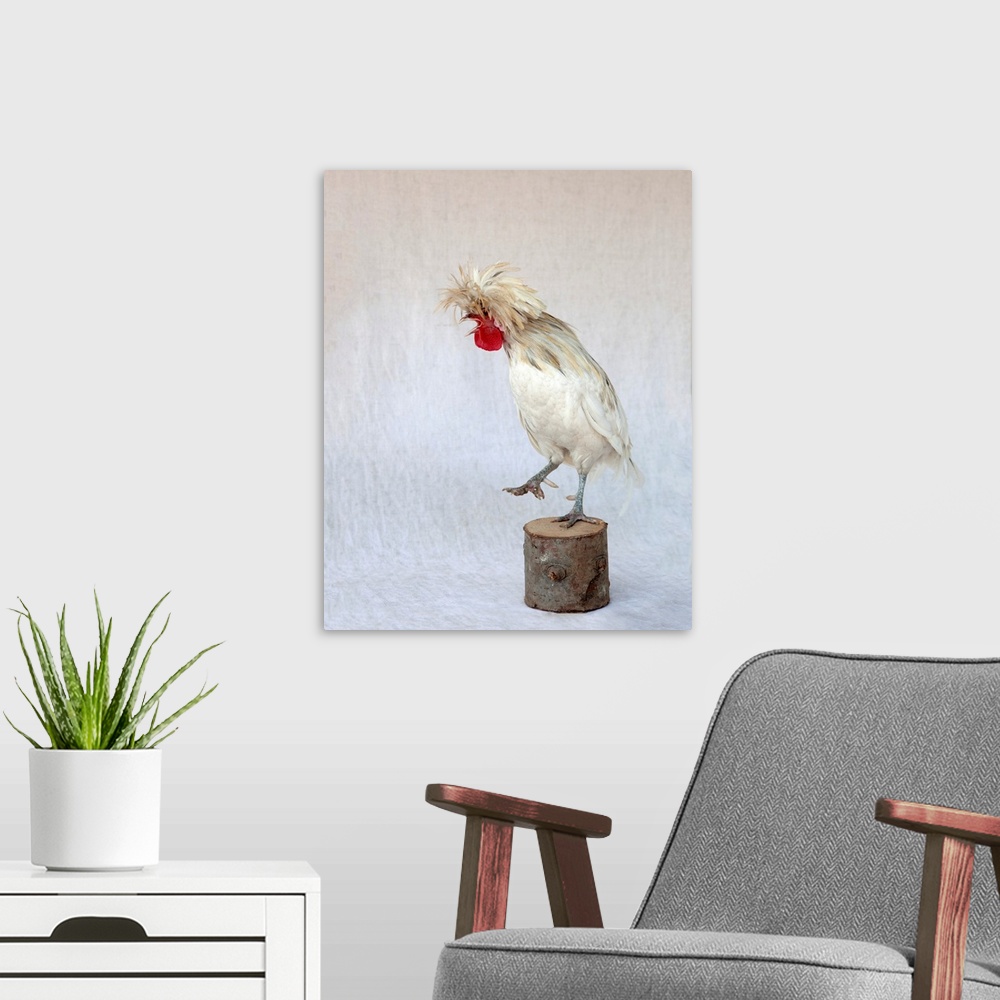 A modern room featuring Rod The Rooster IV