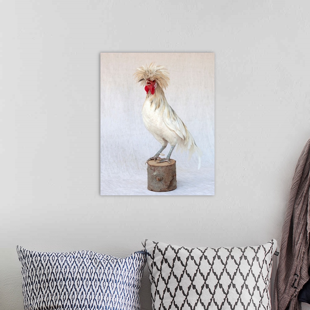 A bohemian room featuring Rod The Rooster V