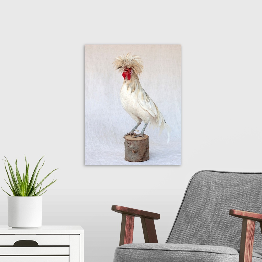 A modern room featuring Rod The Rooster V