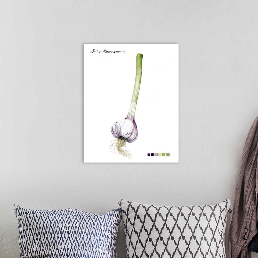 A bohemian room featuring Watercolor illustration of a single bulb of garlic, with a color palette.