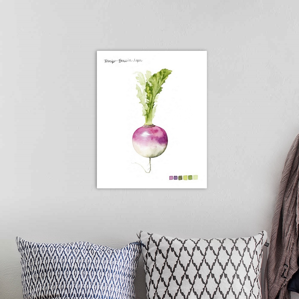 A bohemian room featuring Watercolor illustration of a turnip bulb, with a color palette.