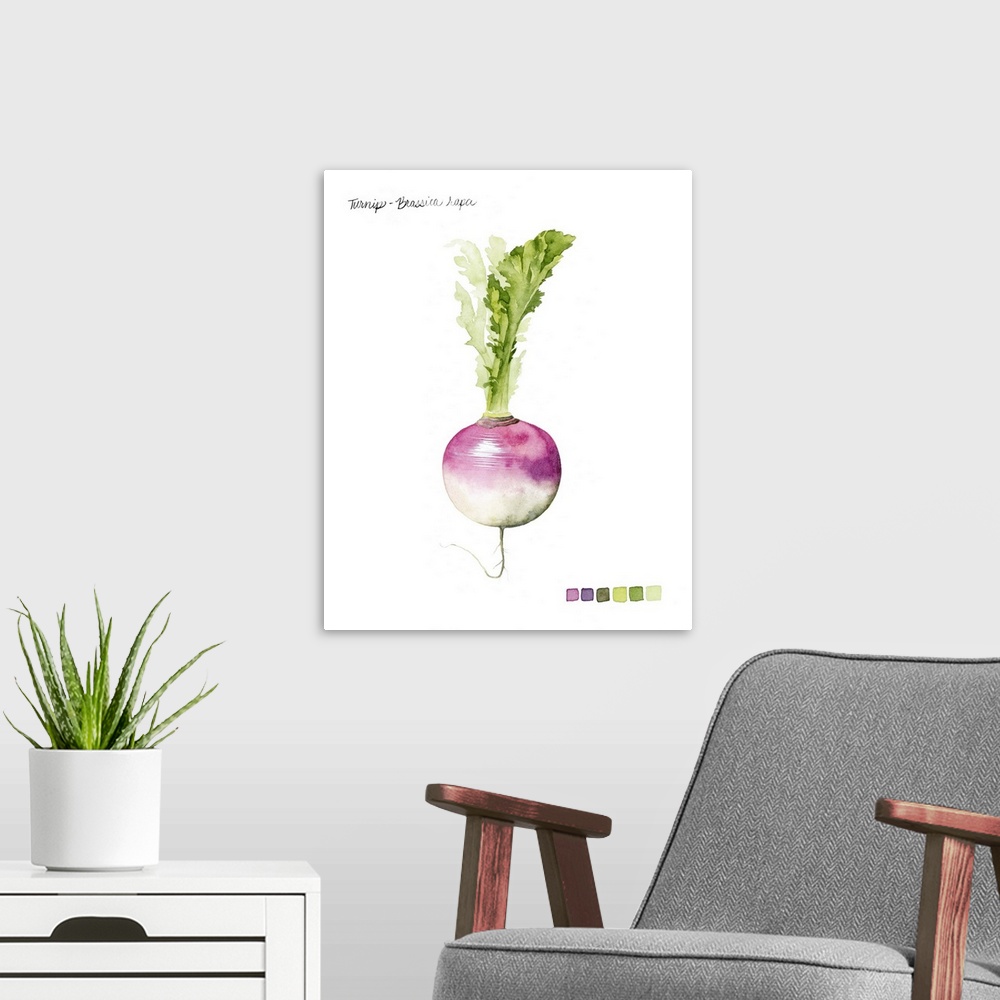 A modern room featuring Watercolor illustration of a turnip bulb, with a color palette.
