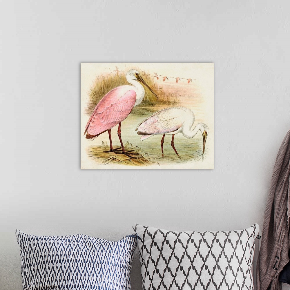 A bohemian room featuring Roseate Spoonbills I