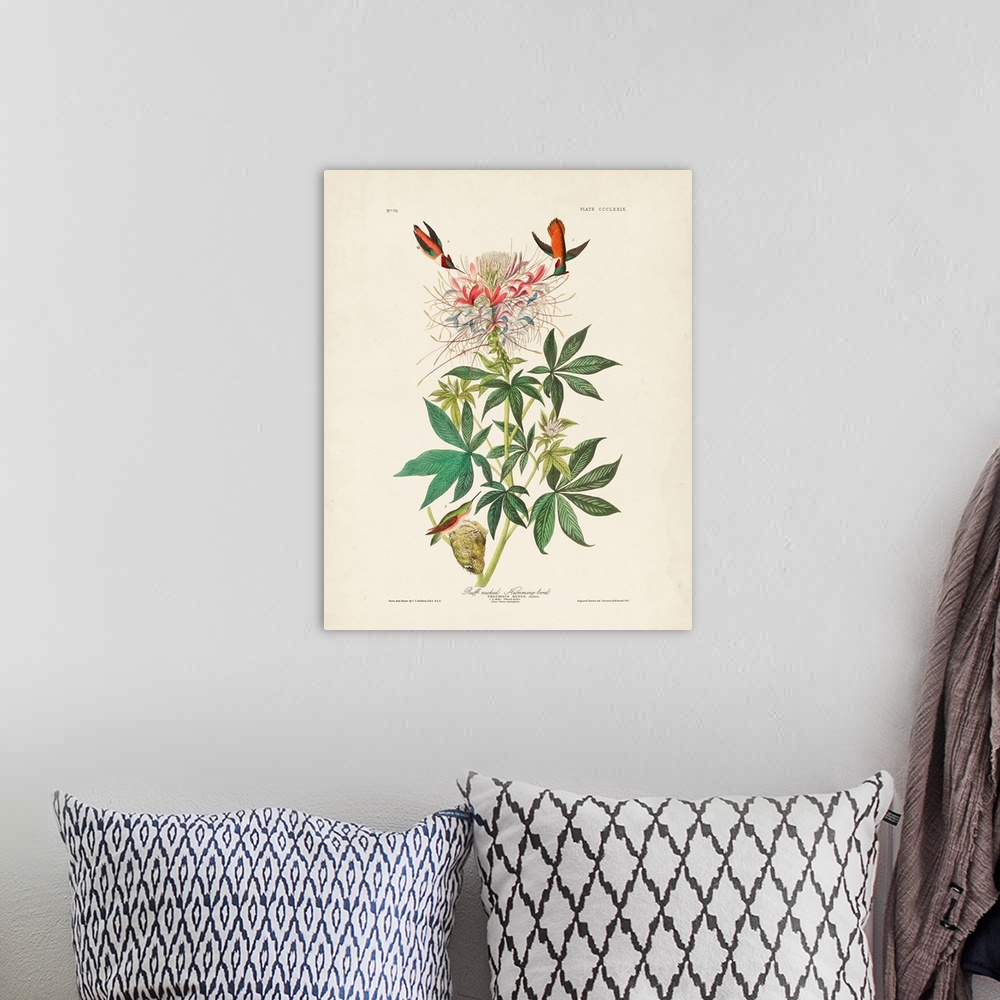 A bohemian room featuring Ruff-Necked Hummingbird