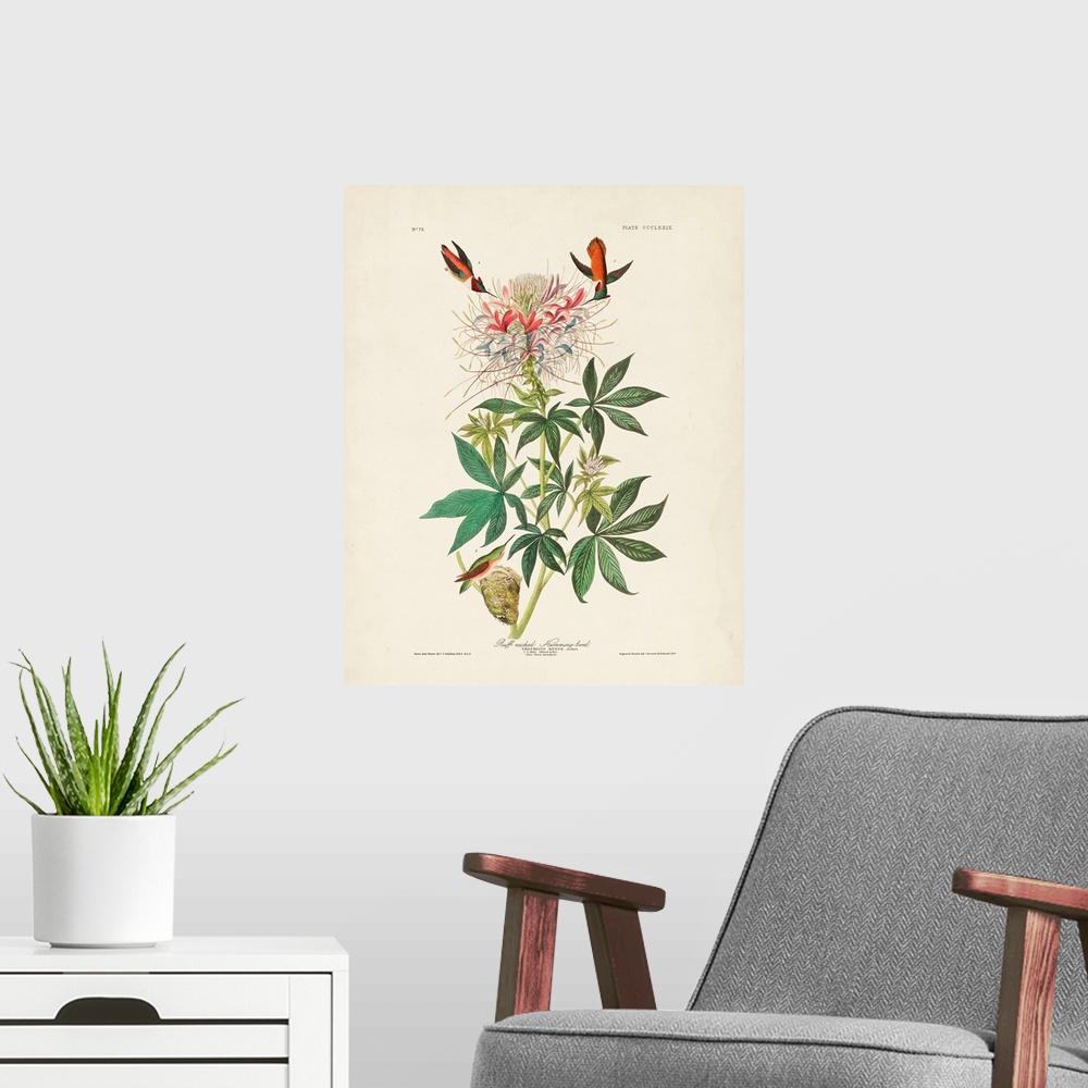 A modern room featuring Ruff-Necked Hummingbird