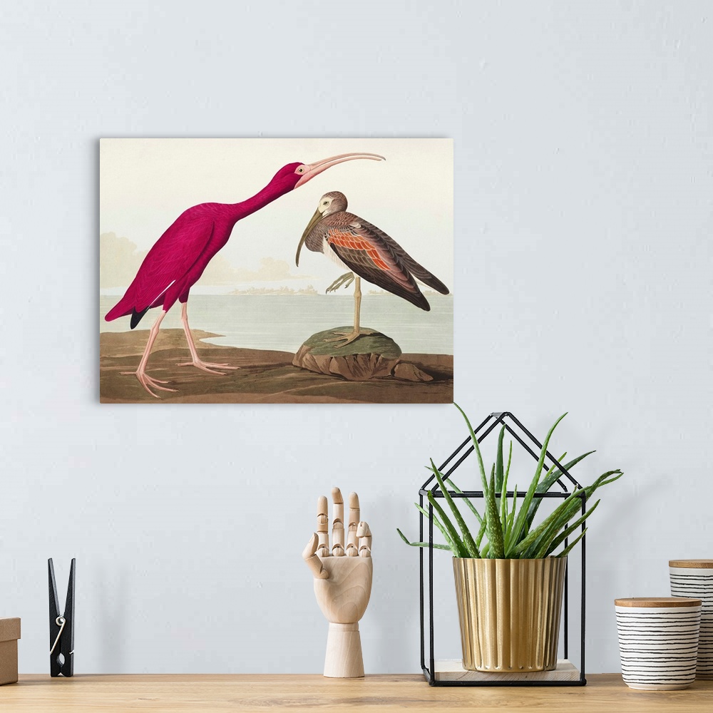 A bohemian room featuring Scarlet Ibis