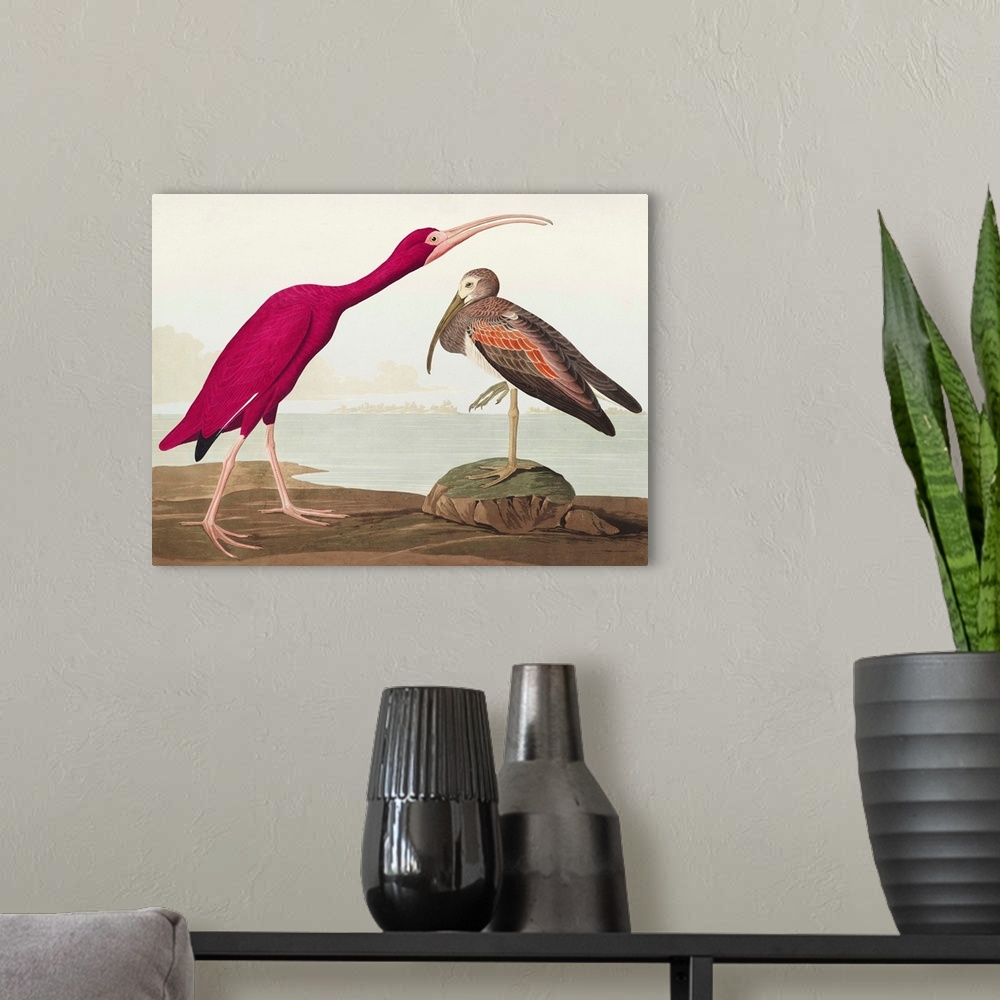 A modern room featuring Scarlet Ibis