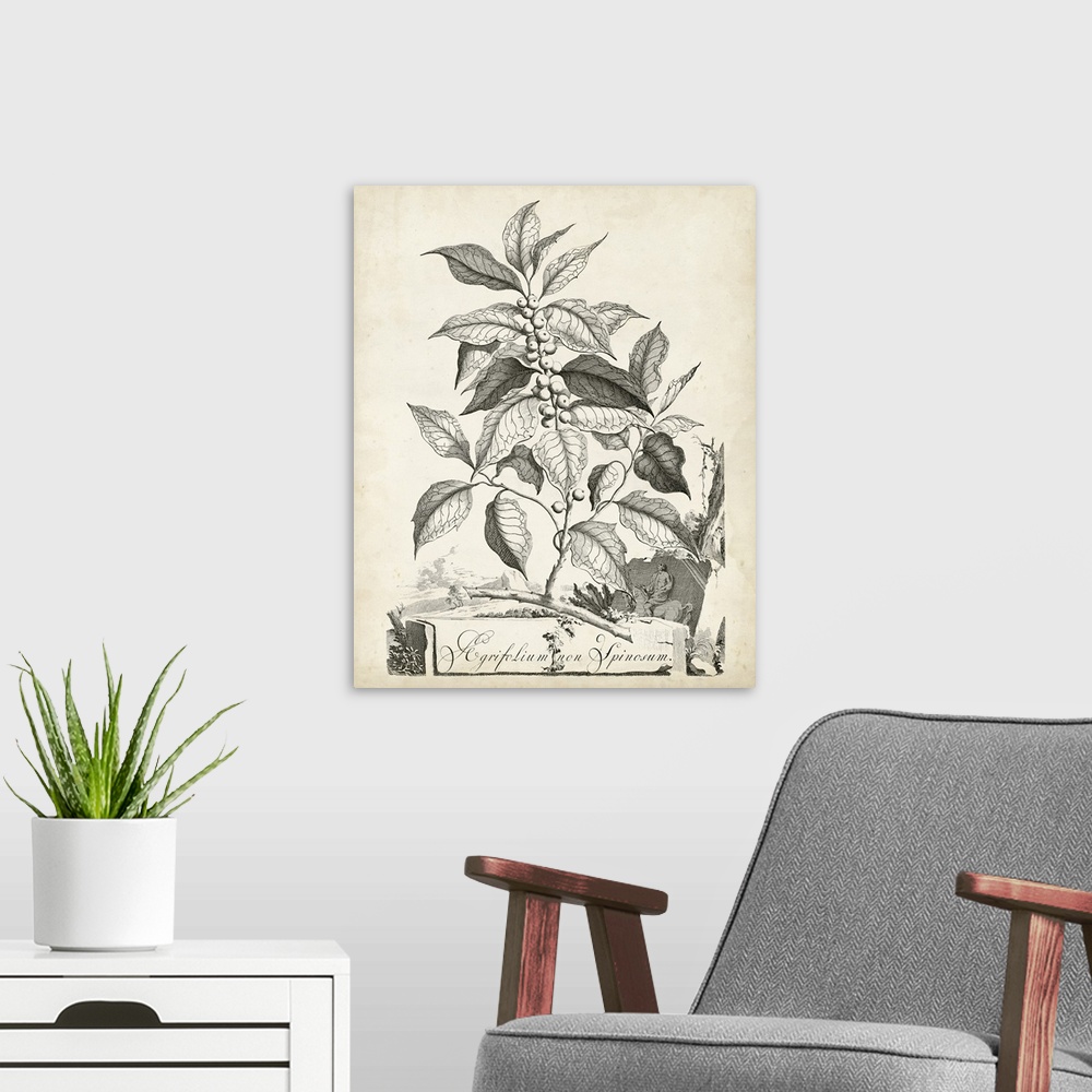 A modern room featuring Vintage botanical illustration of a leafy plant on parchment.