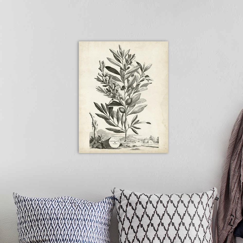 A bohemian room featuring Vintage botanical illustration of a leafy plant on parchment.