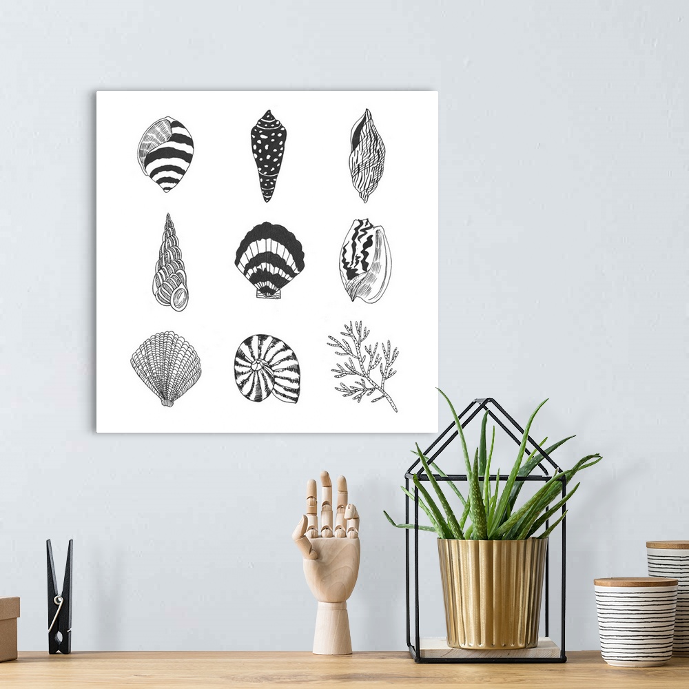A bohemian room featuring Black and white illustrations of a variety of shells.