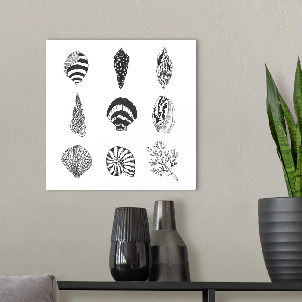 A modern room featuring Black and white illustrations of a variety of shells.