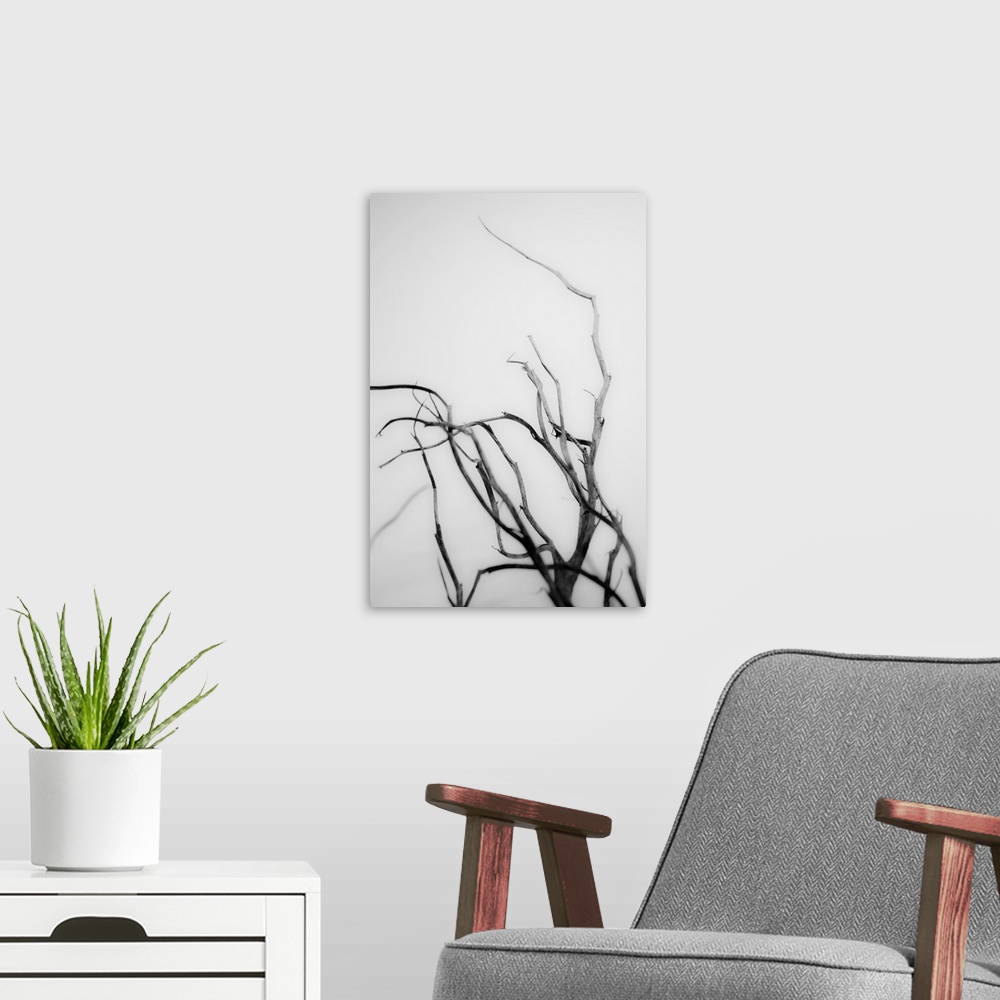 A modern room featuring Searching Branches II