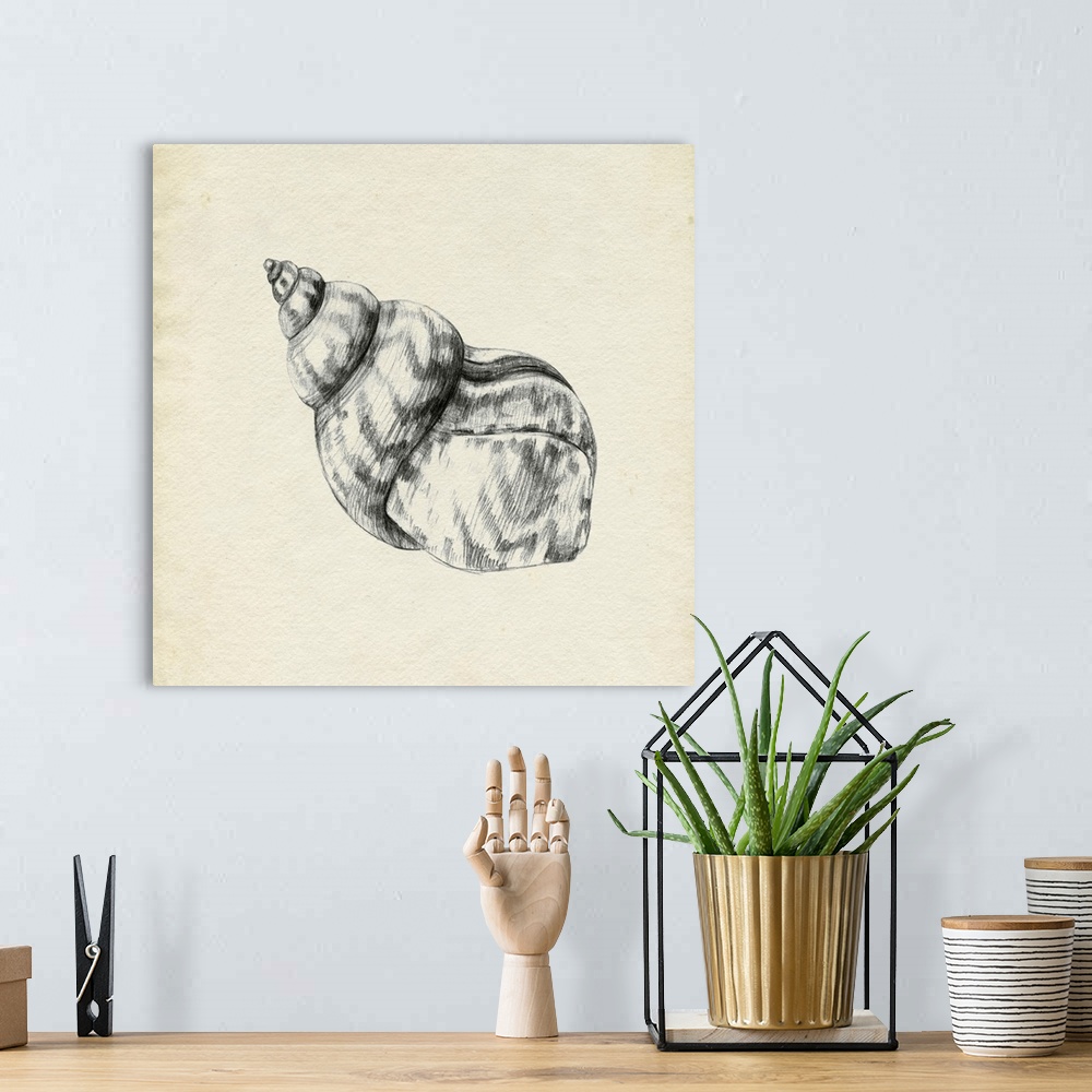 A bohemian room featuring Seashell Pencil Sketch III