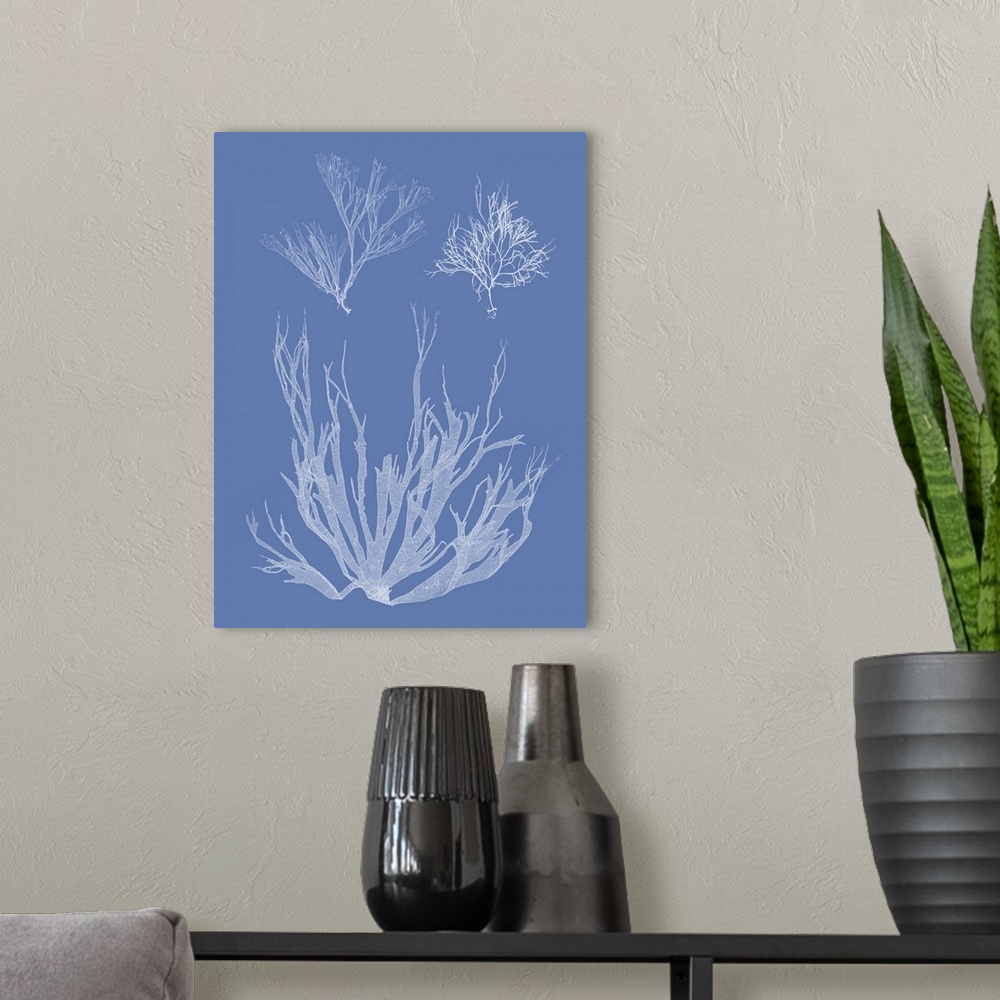 A modern room featuring Through a process called cyanotype, this photo features the silhouette of a seaweed plant on blue...
