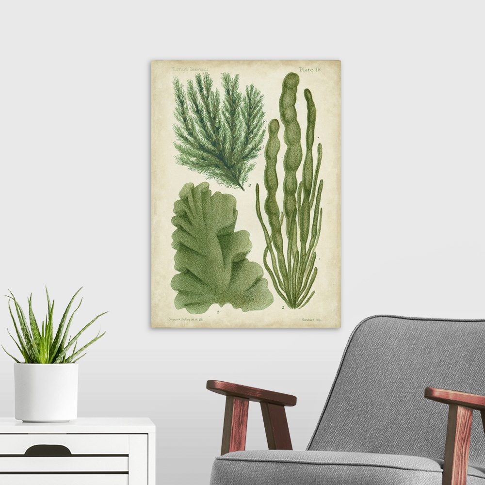 A modern room featuring Seaweed Specimen in Green I