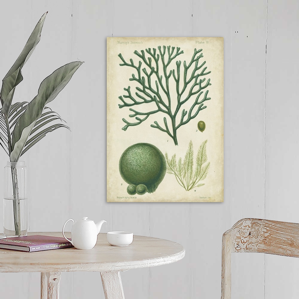 A farmhouse room featuring Seaweed Specimen in Green IV
