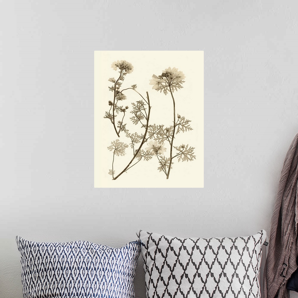 A bohemian room featuring Sepia Nature Study IV
