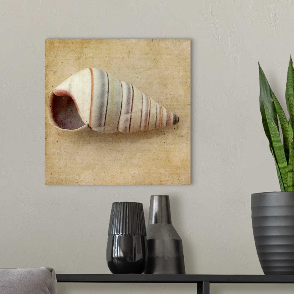 A modern room featuring Sepia Shell IV