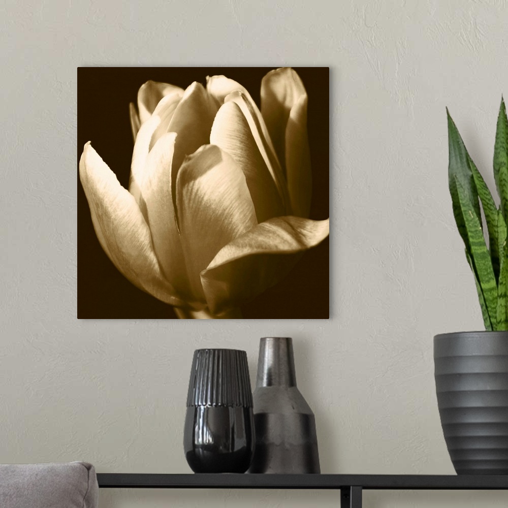 A modern room featuring Sepia Tulip II