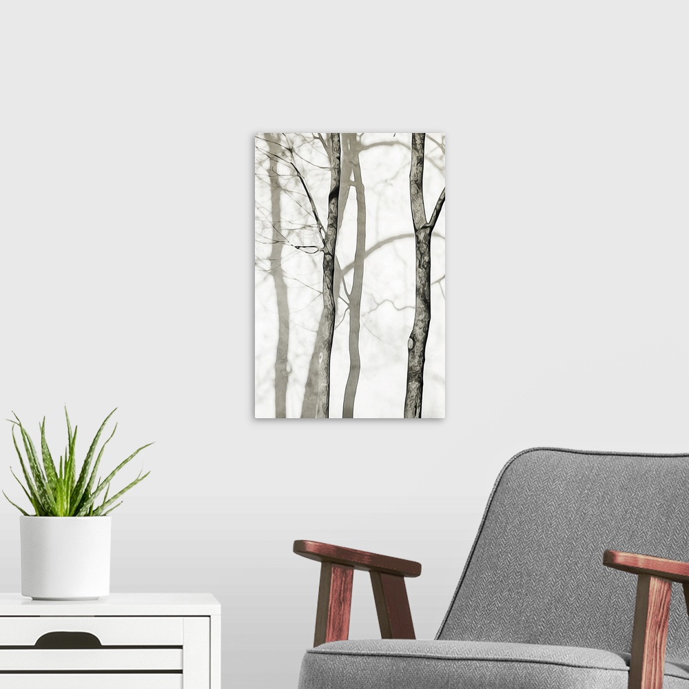 A modern room featuring Shadowed Tree Trunks I