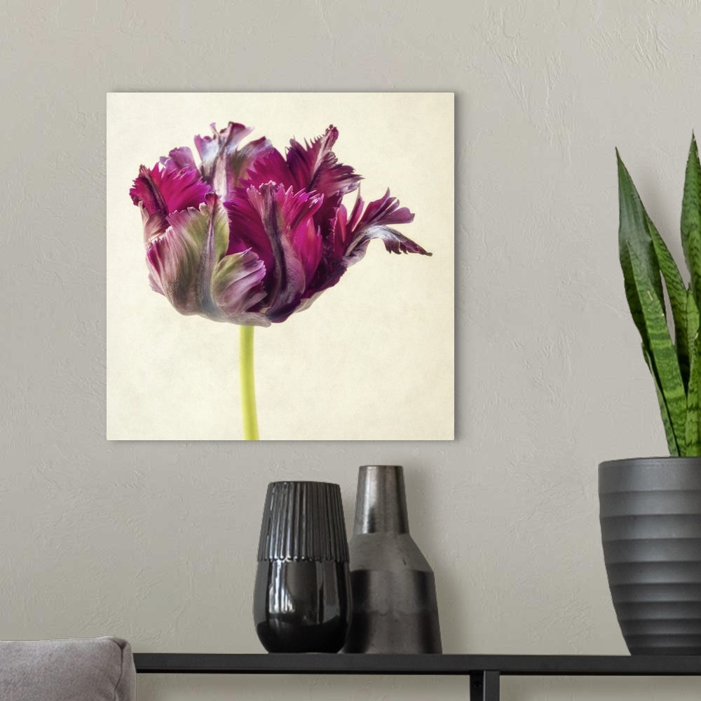 A modern room featuring Single Parrot Tulip I