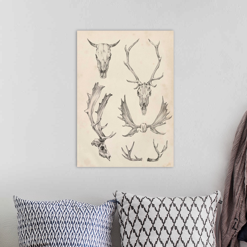 A bohemian room featuring Contemporary scientific illustrative artwork of animal skull horns and antlers.