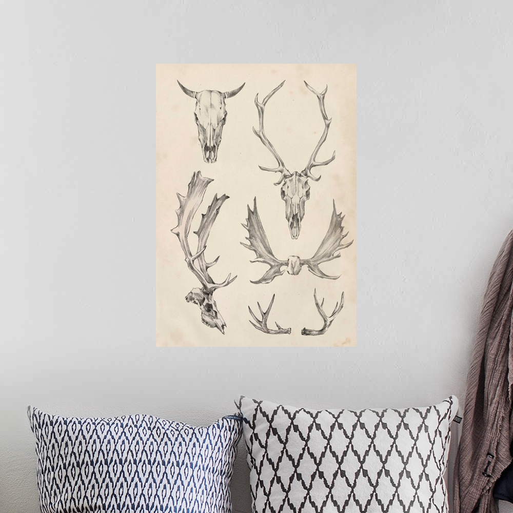 A bohemian room featuring Contemporary scientific illustrative artwork of animal skull horns and antlers.