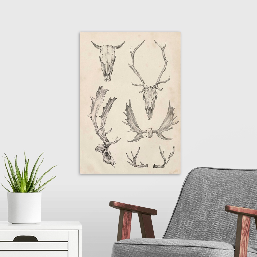 A modern room featuring Contemporary scientific illustrative artwork of animal skull horns and antlers.