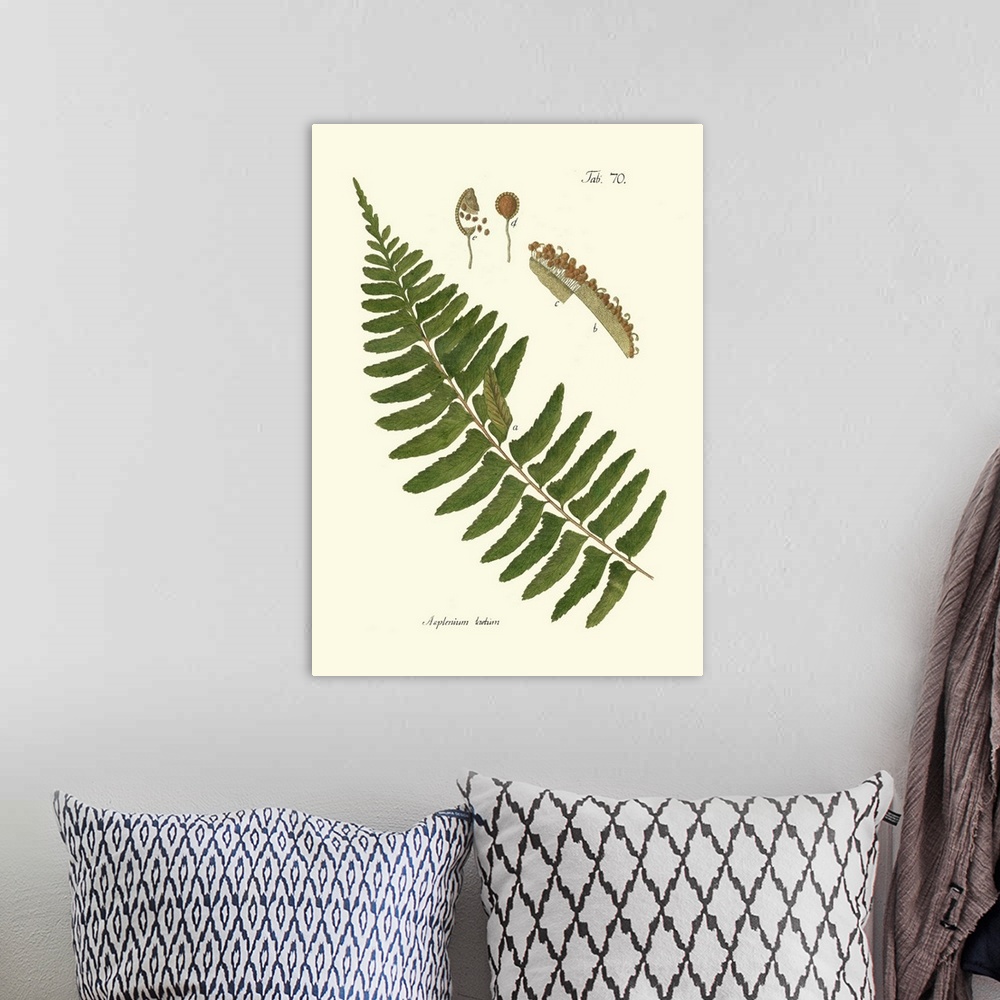 A bohemian room featuring Small Antique Fern V