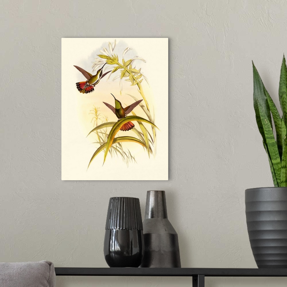 A modern room featuring Small Gould Hummingbird I