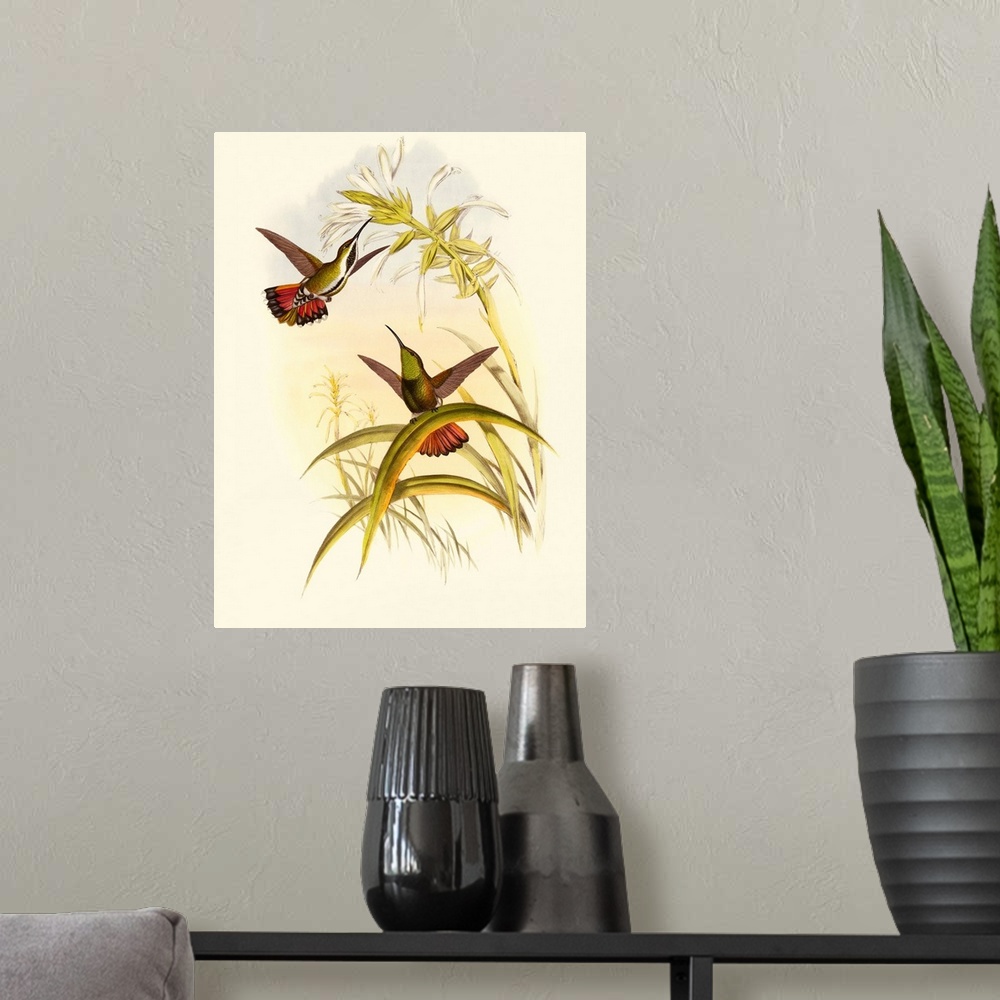 A modern room featuring Small Gould Hummingbird I