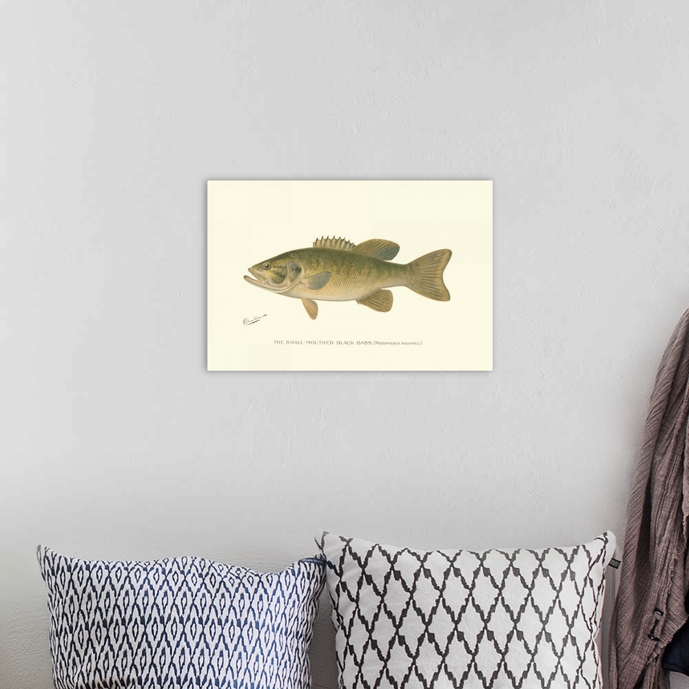 A bohemian room featuring Small-Mouthed Black Bass