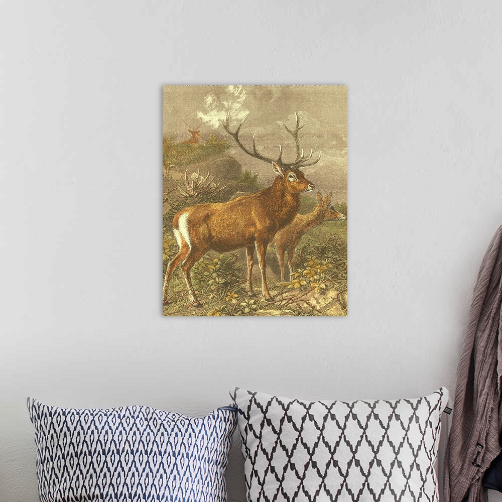 A bohemian room featuring Small Red Deer