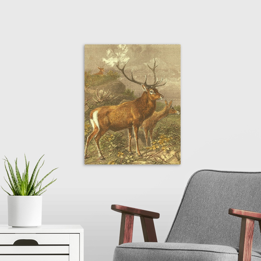 A modern room featuring Small Red Deer
