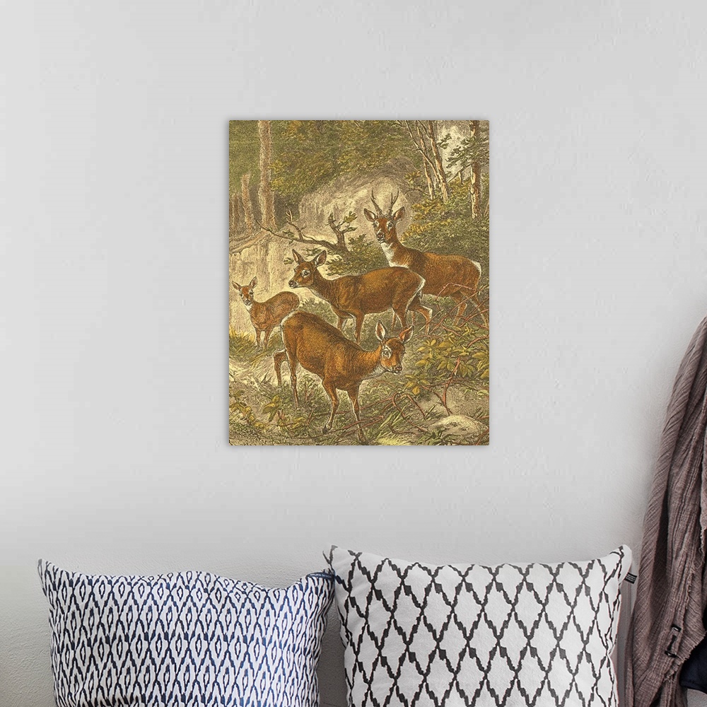 A bohemian room featuring Small Roe Deer